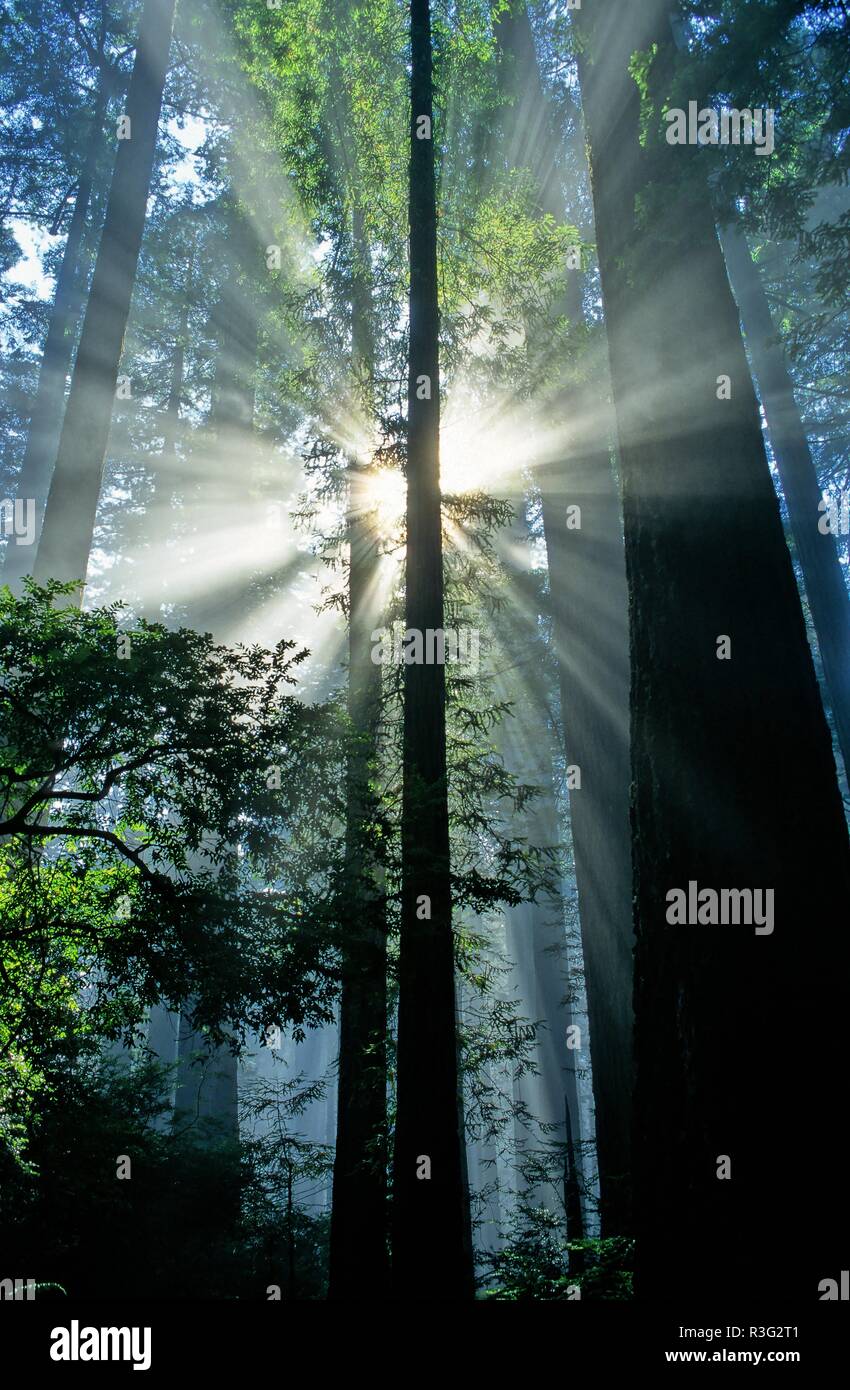 Redwood vacations hi-res stock photography and images - Alamy