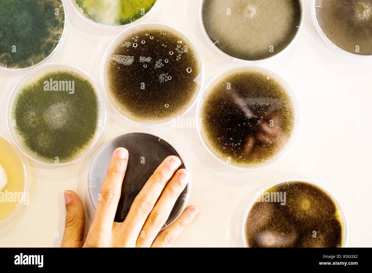 Culture of bacteria in petri dish Stock Photo