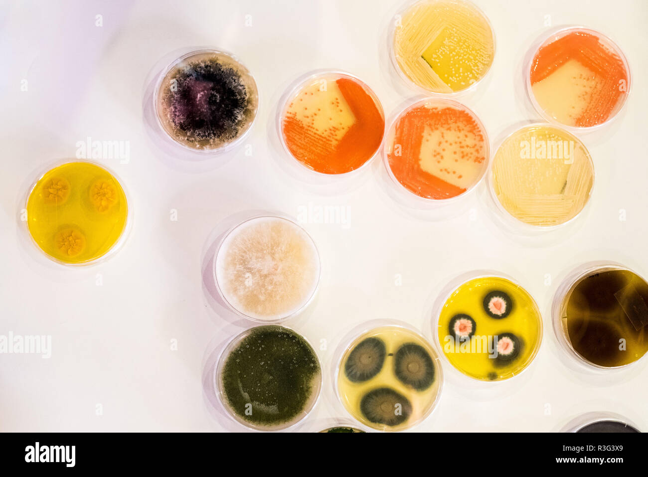 Culture of bacteria in petri dish Stock Photo