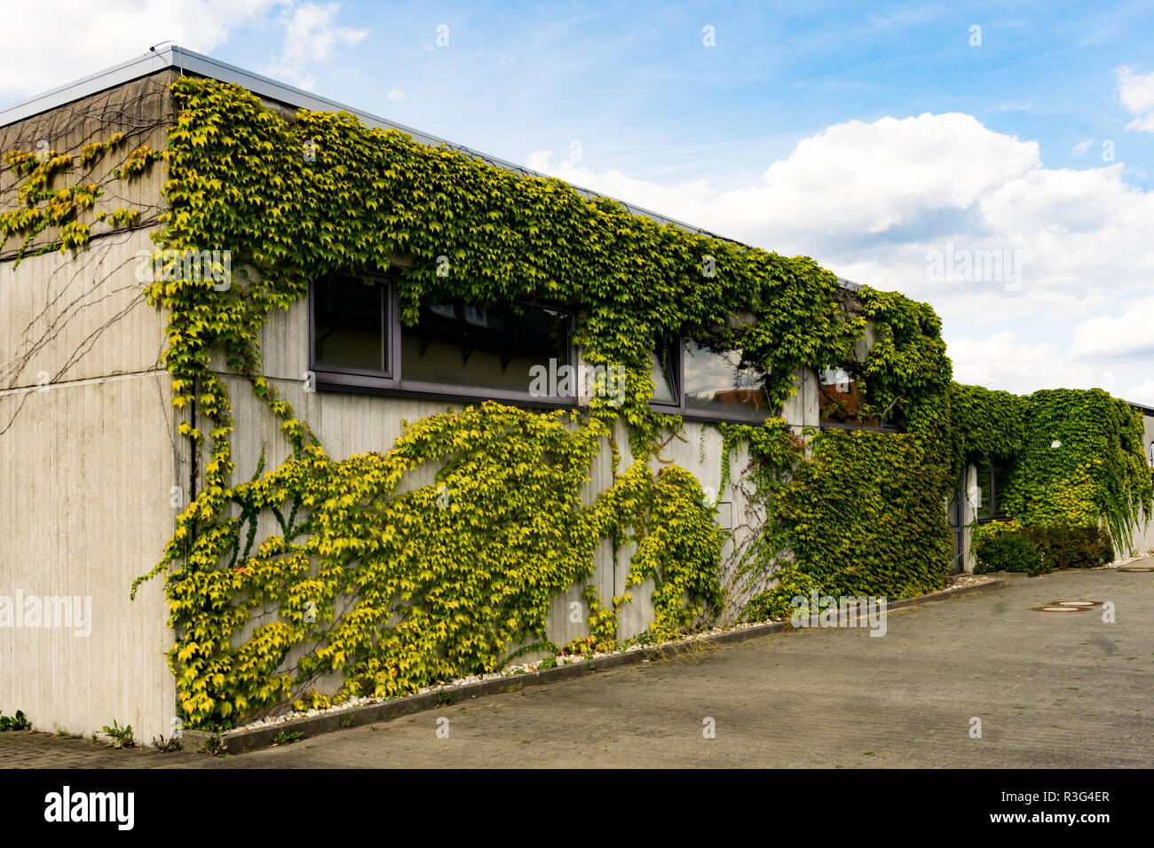 Wide building with one side almost completely covered by green vines in ...