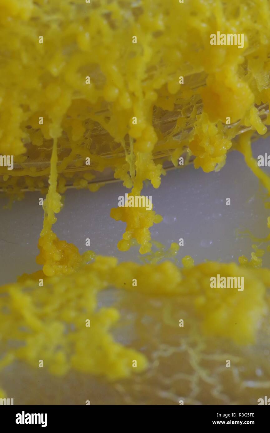 Yellow Slime Mould (Physarum polycephalum) Growing and Network Out of