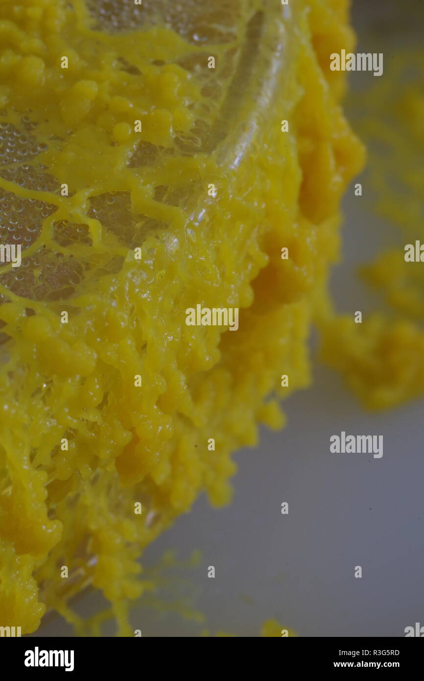 Yellow Slime Mould (Physarum polycephalum) Growing and Network Out  of Agar Petri Dish. Biology Laboratory Project, Scotland, UK. Stock Photo