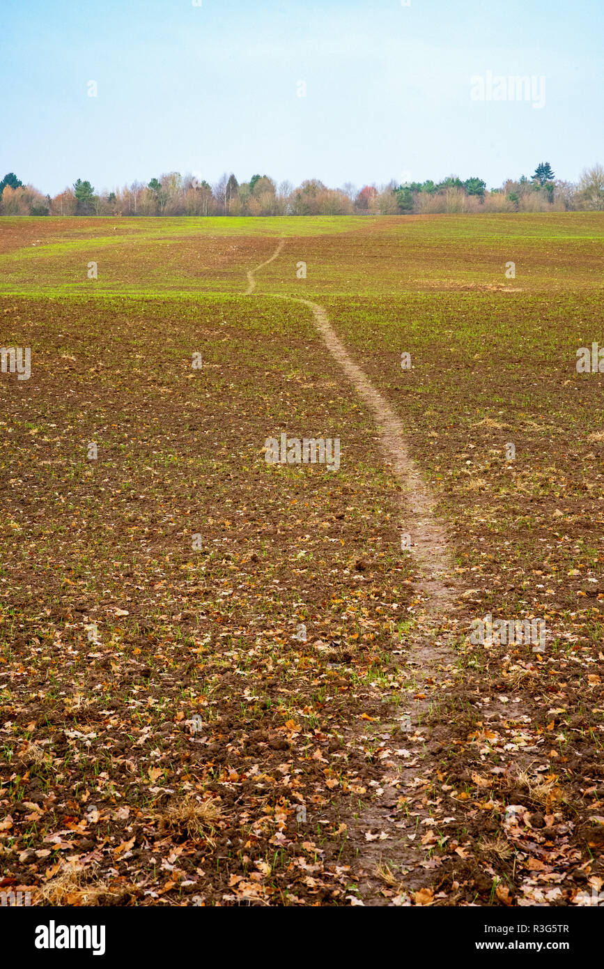 Farmers field in Cheshire, UK with with new grass shoots and path leading across Stock Photo