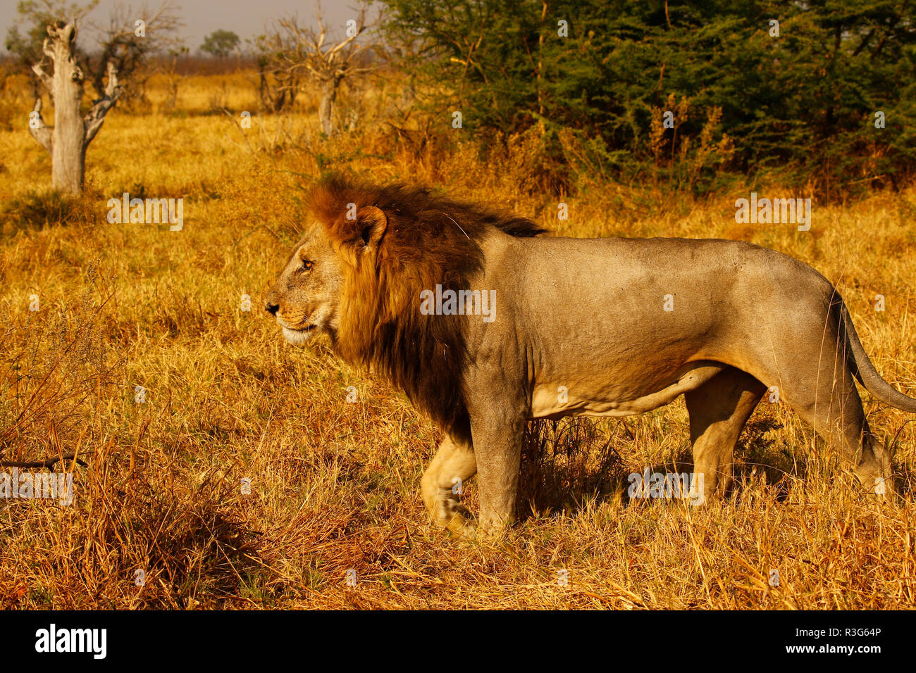 Lions great hunters and a sociable animals Stock Photo Alamy