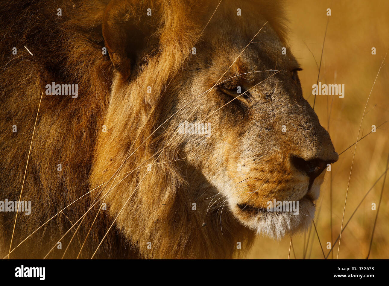 Lions great hunters and a sociable animals Stock Photo Alamy
