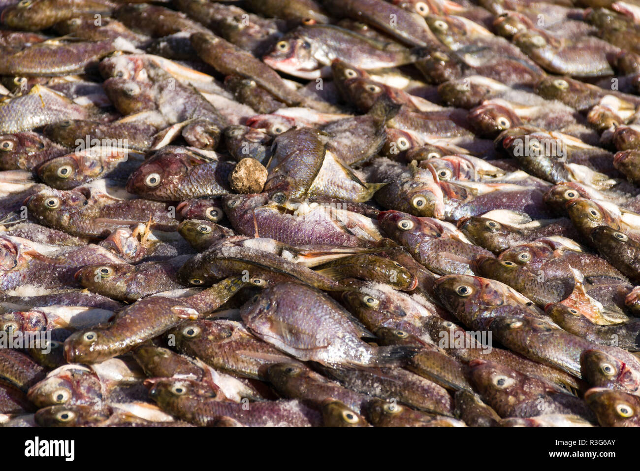 Nile Tilapia Fingerlings