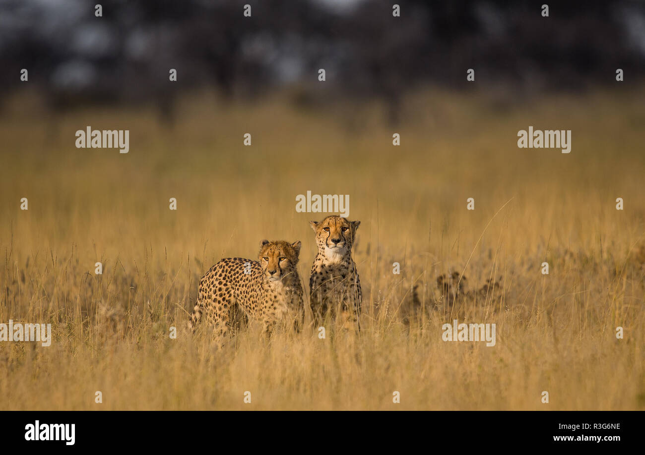 Cheetah in high grass in Etosha national park Stock Photo