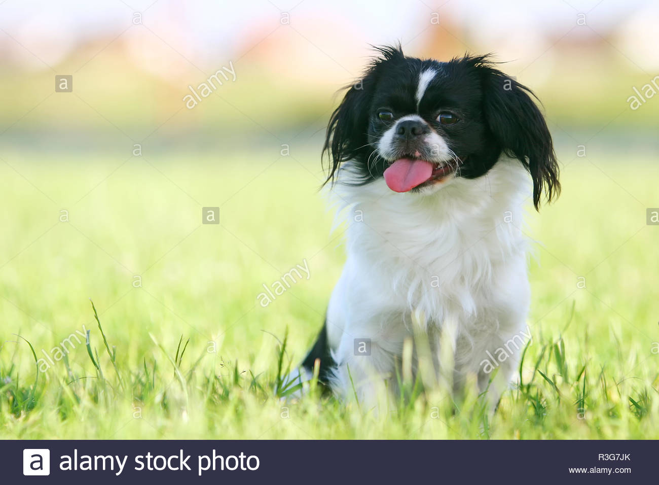 White Pekinese Dog Stock Photos White Pekinese Dog Stock Images