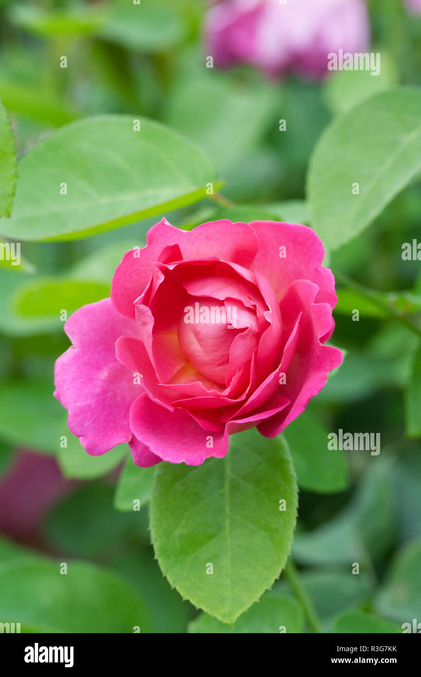 Rosa 'The Herbalist' flower. Stock Photo