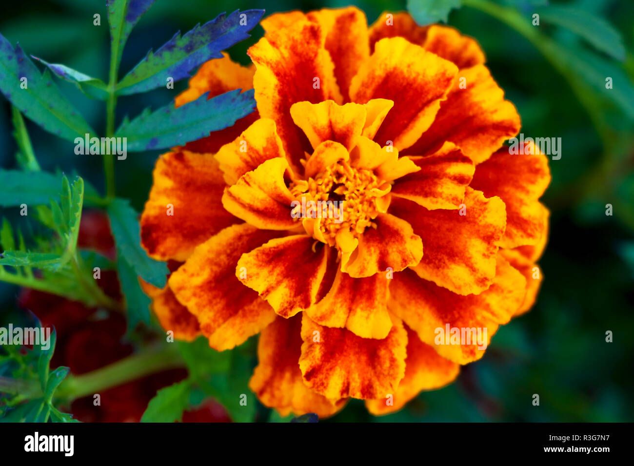 Banthi flower cultivation hires stock photography and images Alamy