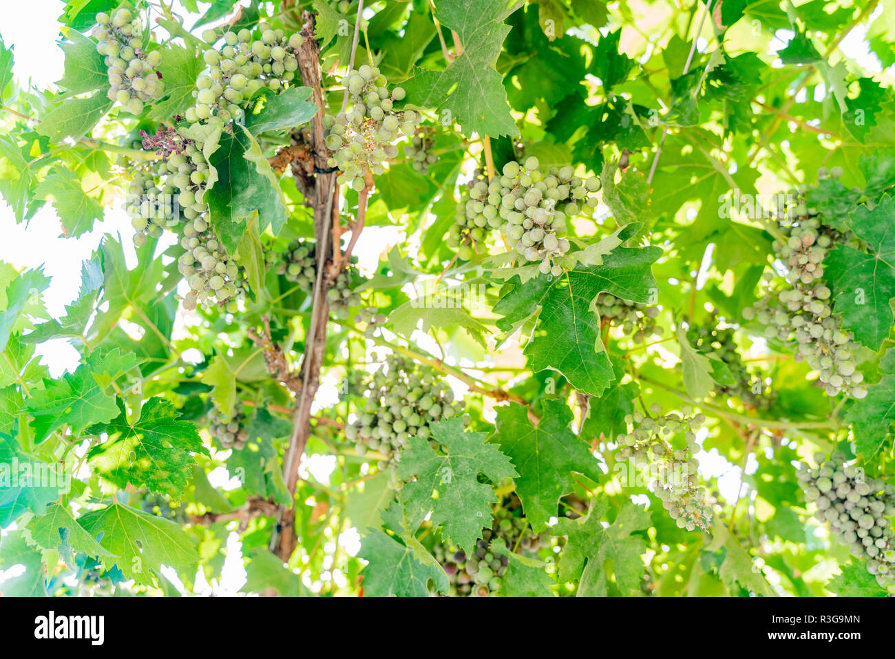 Green grapes hanging on the tree at Los Angeles Stock Photo Alamy