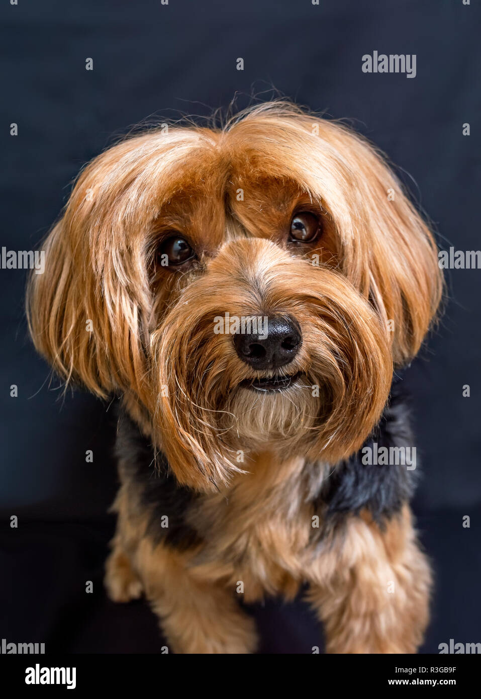 Yorkshire Terrier portrait closeup of the head over black background Stock Photo