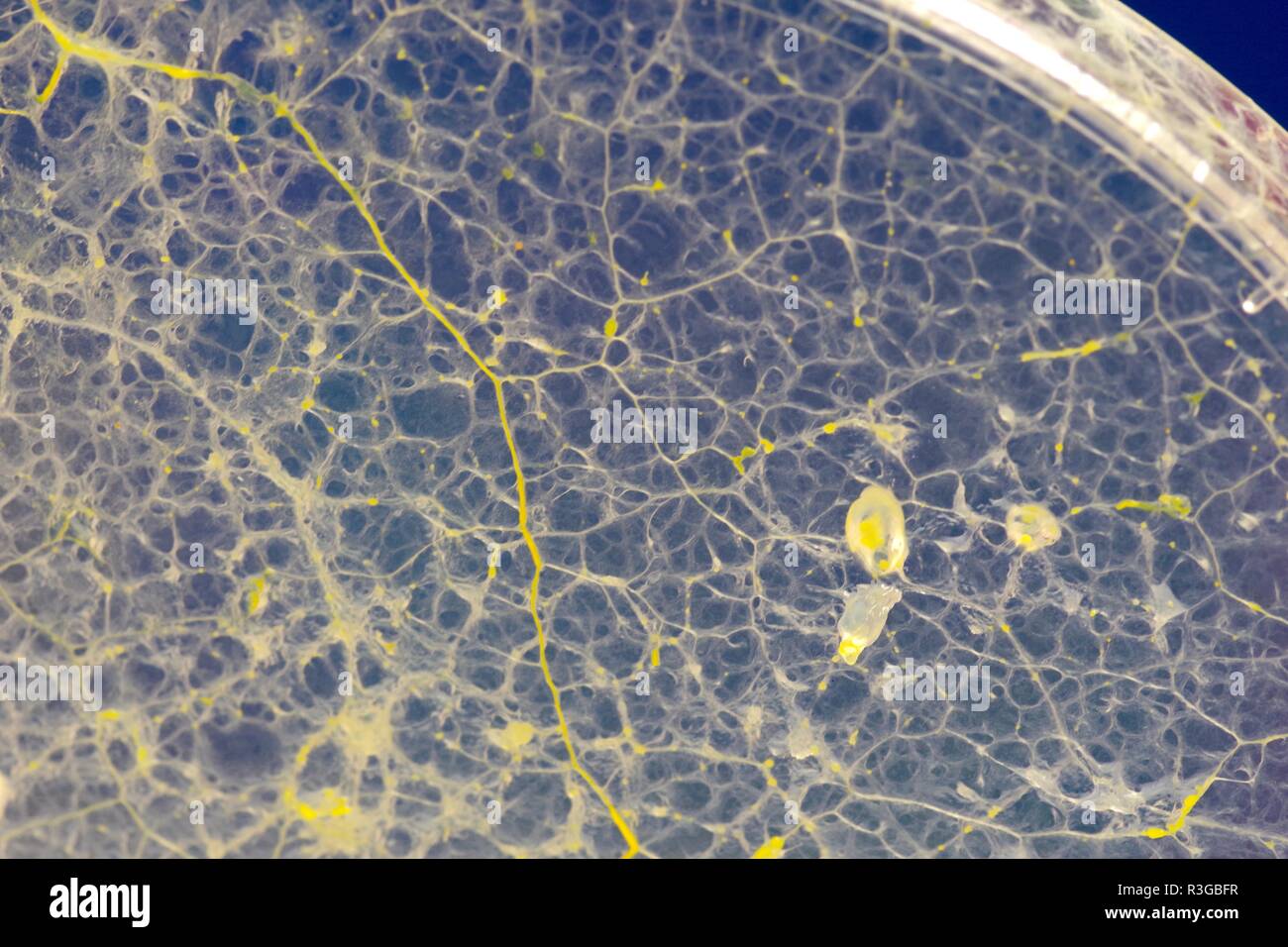 Yellow Slime Mould Trail Physarum Polycephalum Growing And Network Forming In Agar Petri Dish Biology Laboratory Project Scotland Uk Stock Photo Alamy alamy