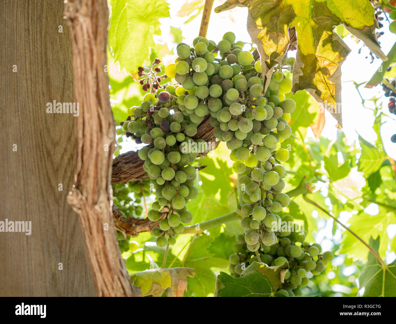 Green grapes hanging on the tree at Los Angeles Stock Photo Alamy
