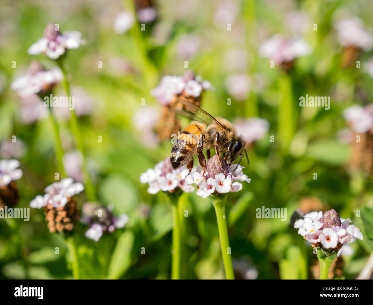 Close up shot of bee working hard on sawtooth fogfruit at Los Angeles Stock Photo