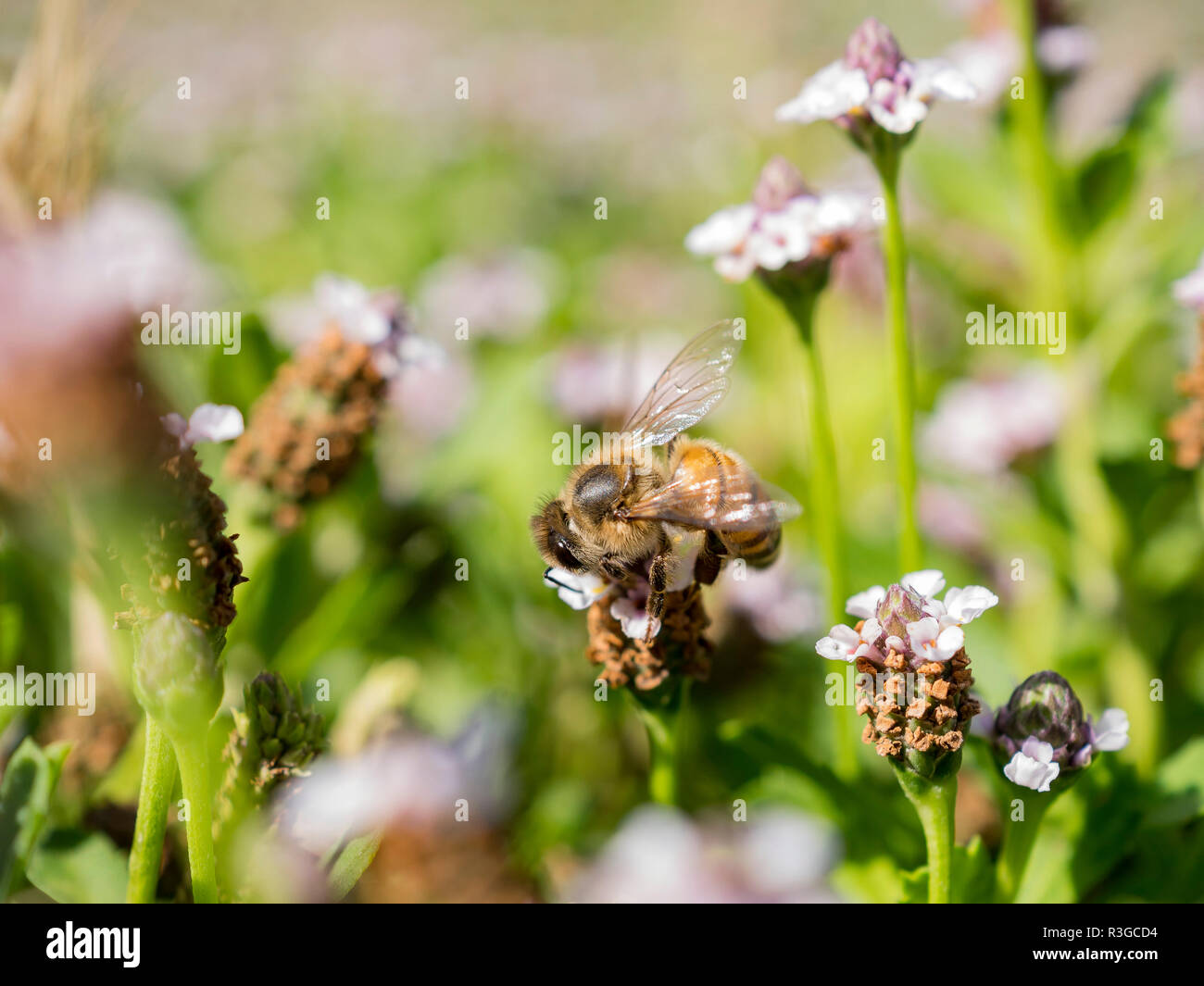 Close up shot of bee working hard on sawtooth fogfruit at Los Angeles Stock Photo