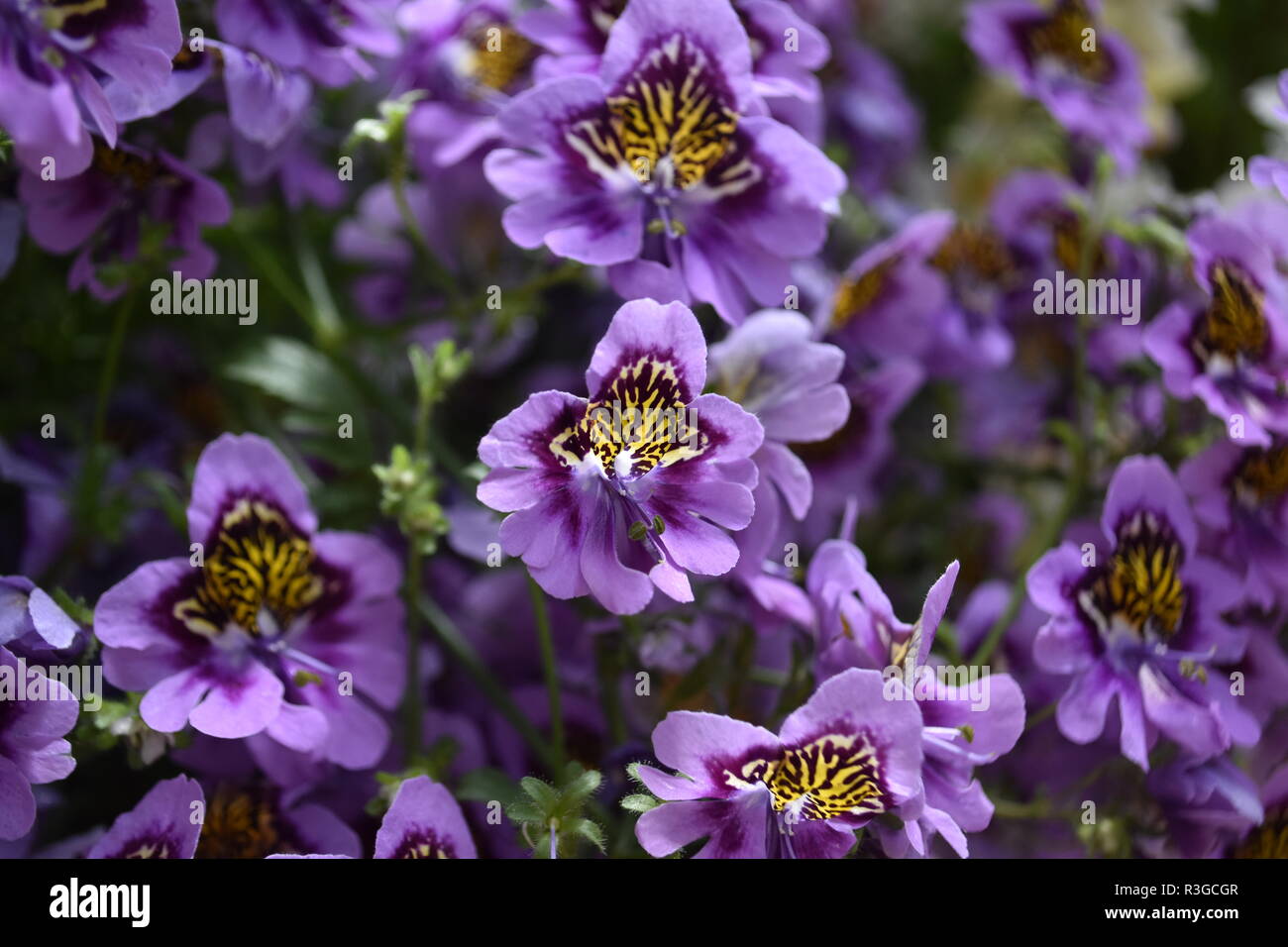 Pretty purple flowers Stock Photo - Alamy