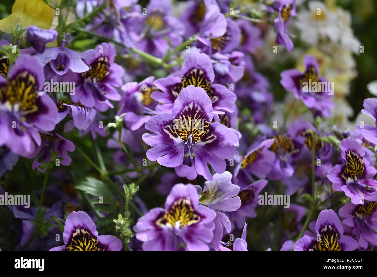Pretty purple flowers Stock Photo - Alamy