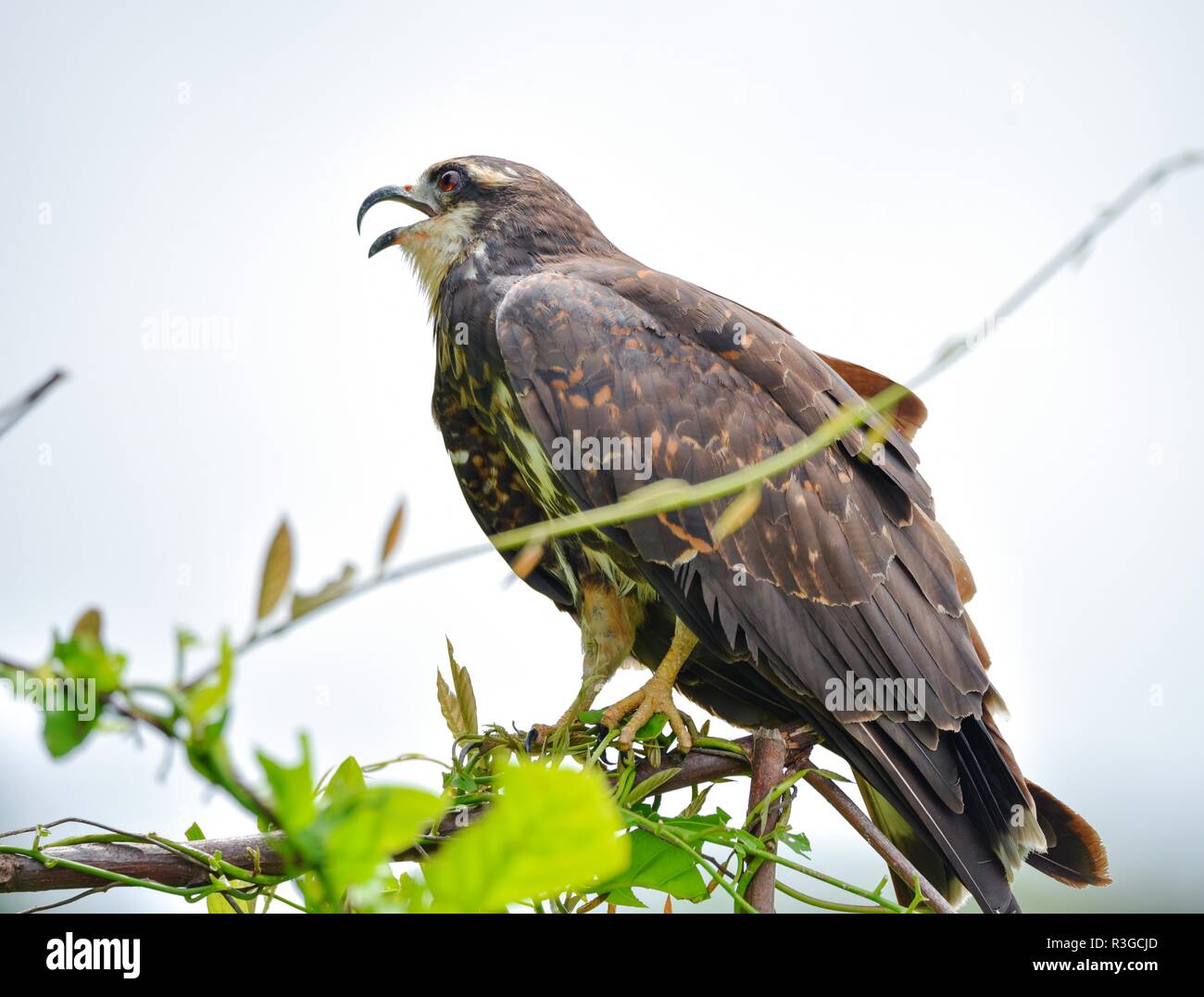 Immature common Black hawk (Buteogallus anthracinus) in Panama, bird of prey in his native habitat of lush green marshlands. Stock Photo