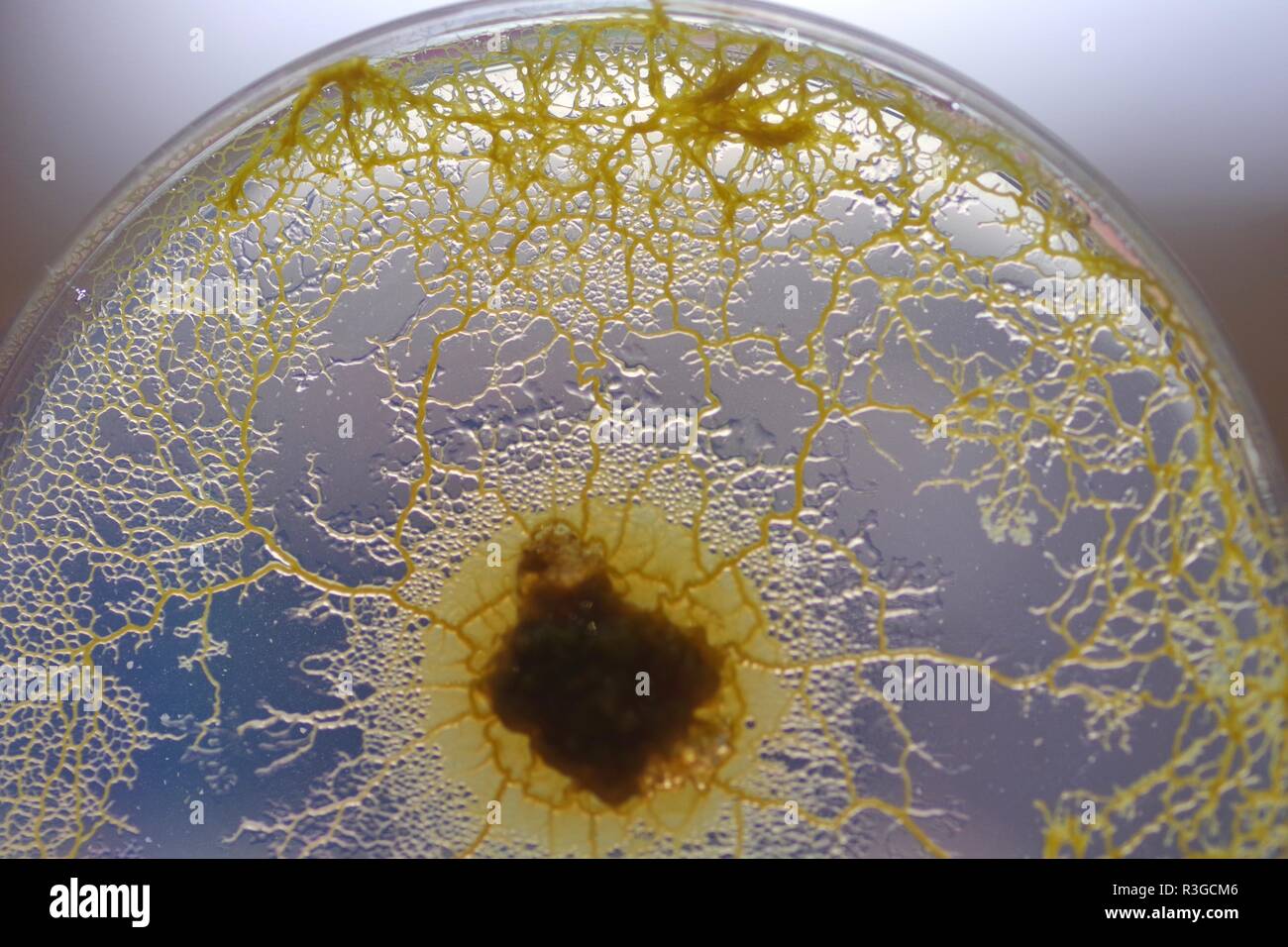 Macro of Yellow Slime Mould (Physarum polycephalum) Growing and Network Forming in Agar Petri Dish. Biology Laboratory Project, Scotland, UK. Stock Photo