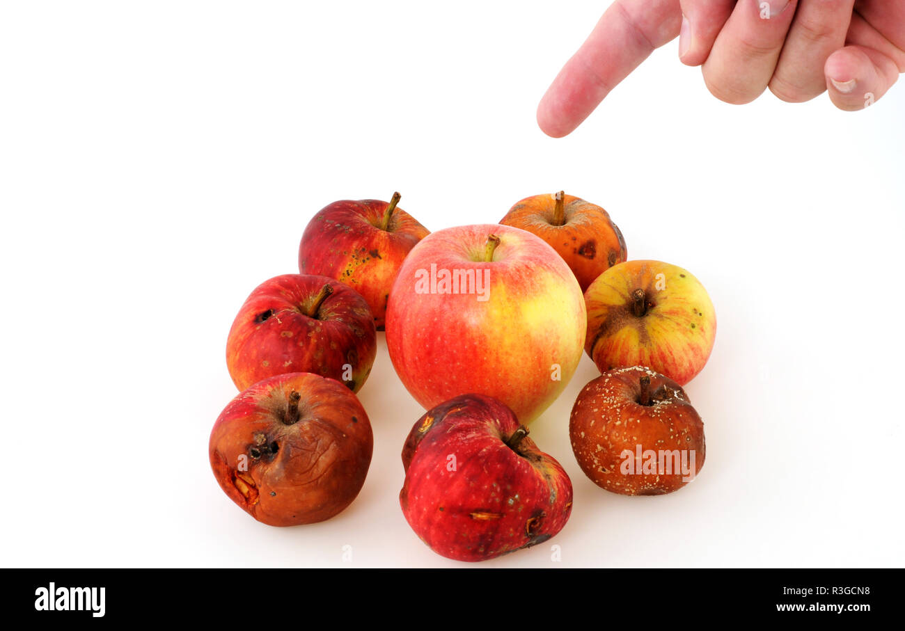 top view rotten mango with worms on a white background Stock Photo - Alamy