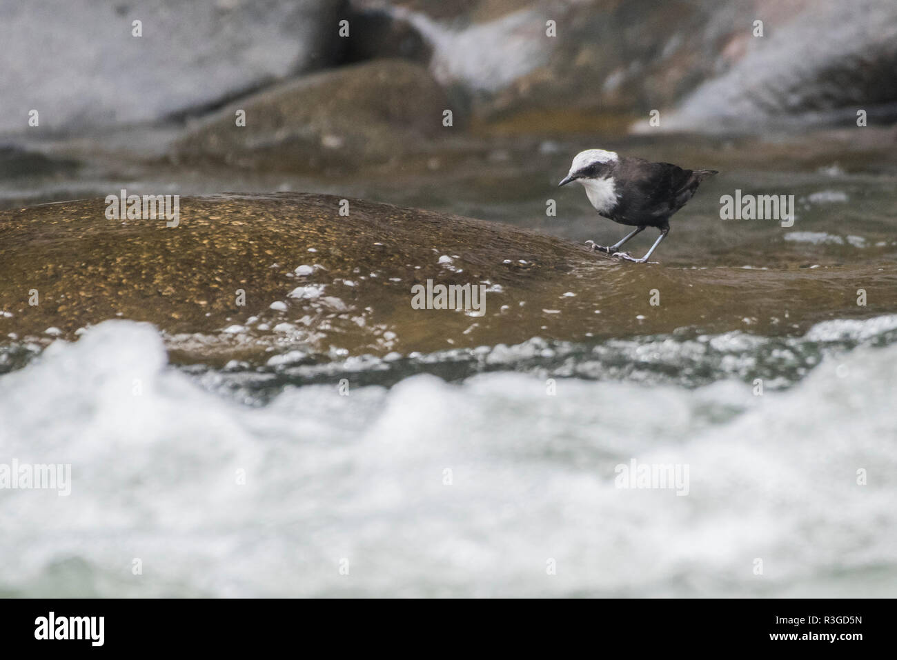 White-capped dipper (Cinclus leucocephalus) feeding on insect larvae along a high altitude river in Peru. Dippers are the only aquatic songbirds. Stock Photo