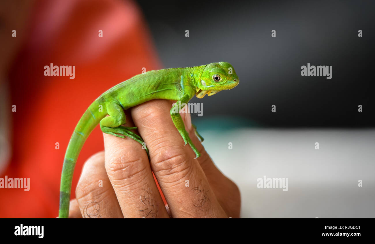 Hands holding a little baby young juvenile green iguana (Iguana iguana). Stock Photo