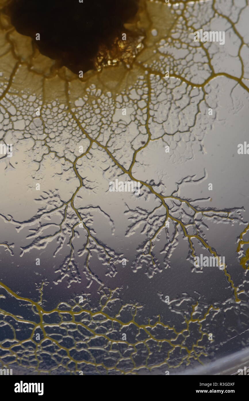 Macro of Yellow Slime Mould (Physarum polycephalum) Growing and Network