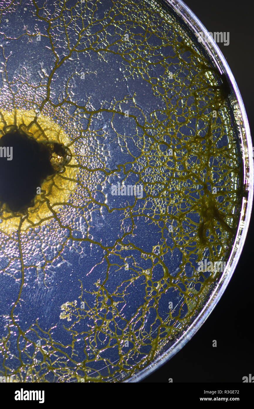 Yellow Slime Mould (Physarum polycephalum) Growing and Network Forming in Agar Petri Dish. Biology Laboratory Project, Scotland, UK. Stock Photo