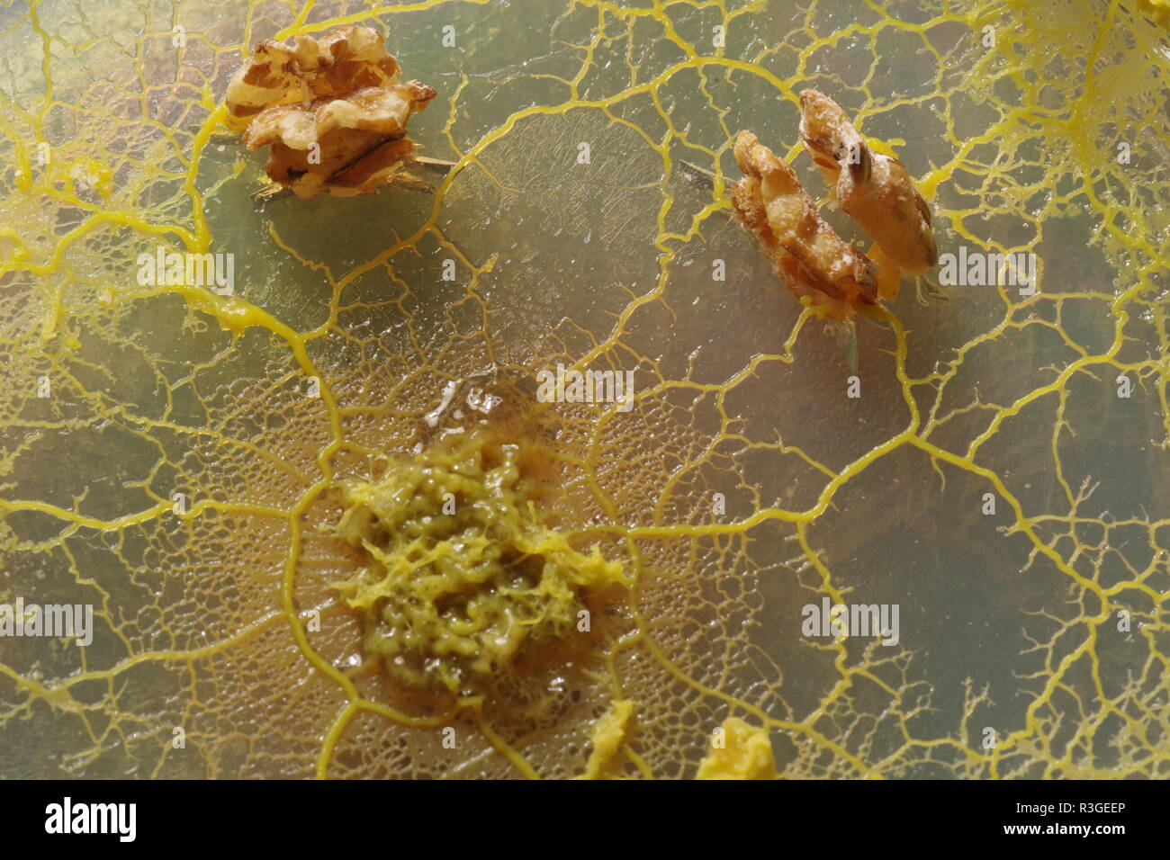 Yellow Slime Mould (Physarum polycephalum) Growing and Network Forming ...