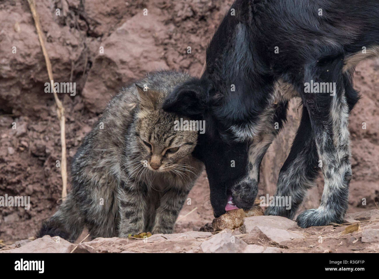 A cat nuzzles up to an unlikely friend, a dog, on the streets outside of Cusco, Peru. Stock Photo