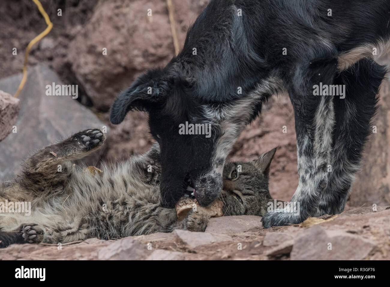A cat nuzzles up to an unlikely friend, a dog, on the streets outside of Cusco, Peru. Stock Photo