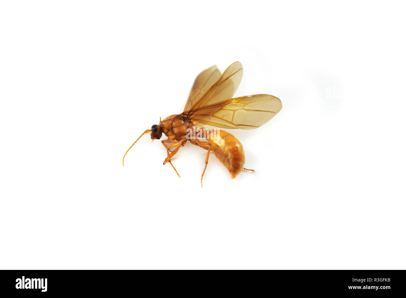 subterranean ants isolated / Golden subterranean insects horsefly isolated on white background / Dead insect in ants family - beautiful wing insects Stock Photo