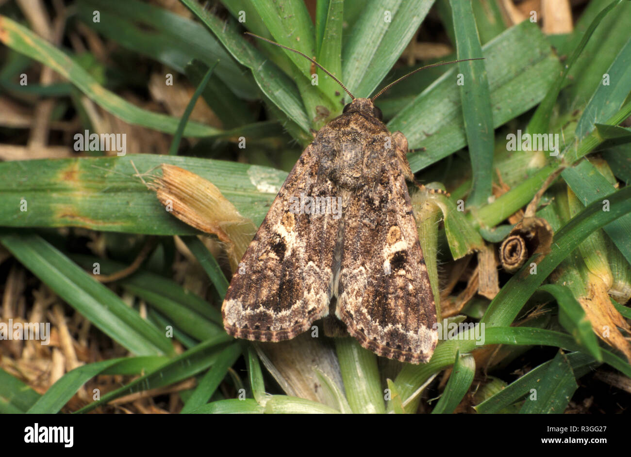 ARMYWORM, (SPODOPTERA MAURITIA) ADULT ON KIKUYU GRASS Stock Photo