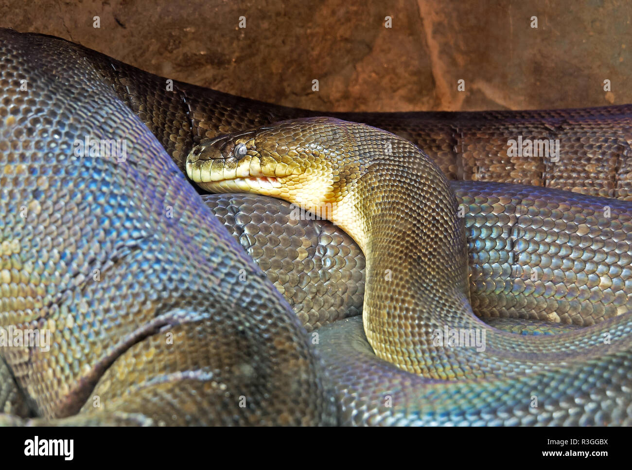 Macklots python liasis mackloti hi-res stock photography and images - Alamy