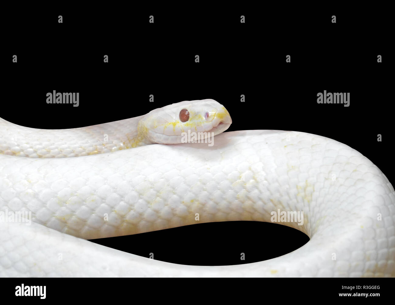 Albino Black Rat Snake Coiled Isolated on Black Background with Clipping Path Stock Photo