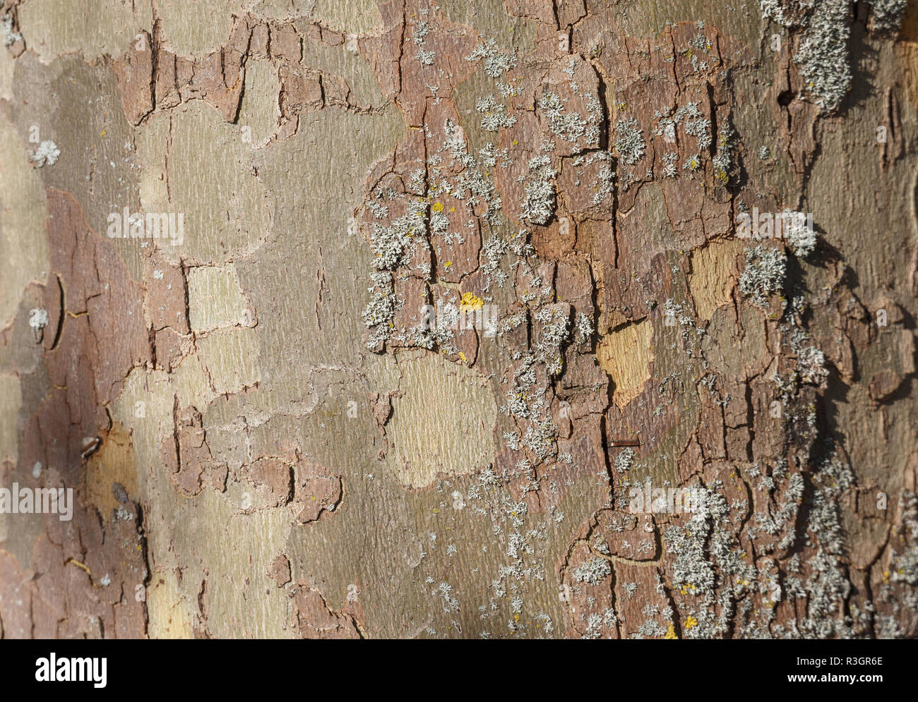 background photo of texture of  London plane tree bark Stock Photo