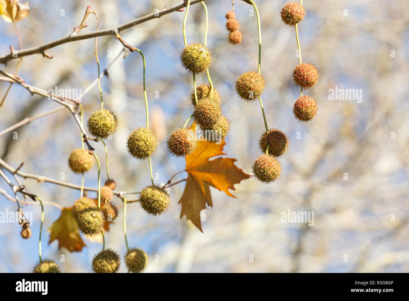 London Plane tree with fruit at Vancouver BC Canada Stock Photo Alamy