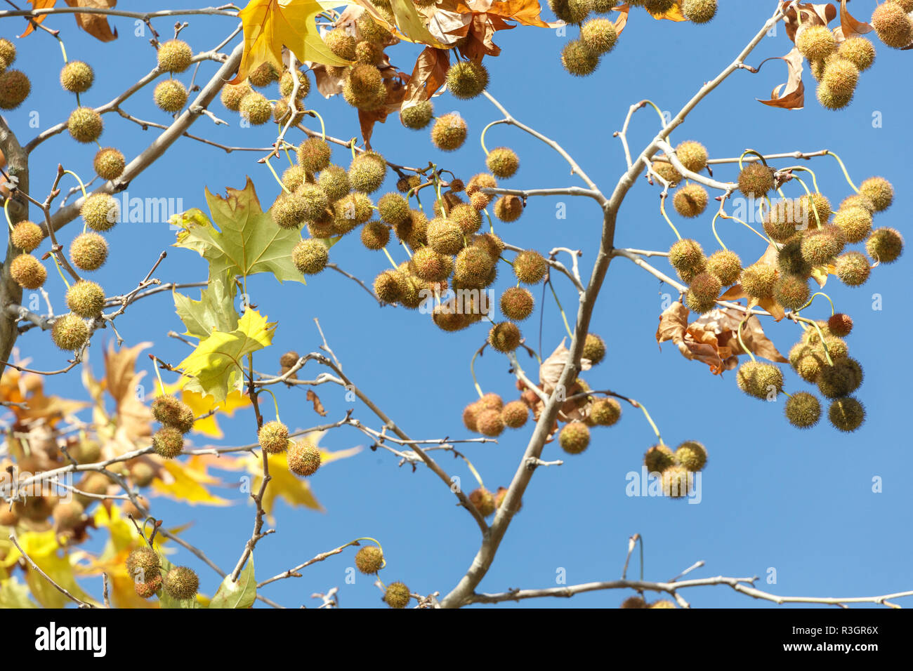London Plane tree with fruit at Vancouver BC Canada Stock Photo - Alamy