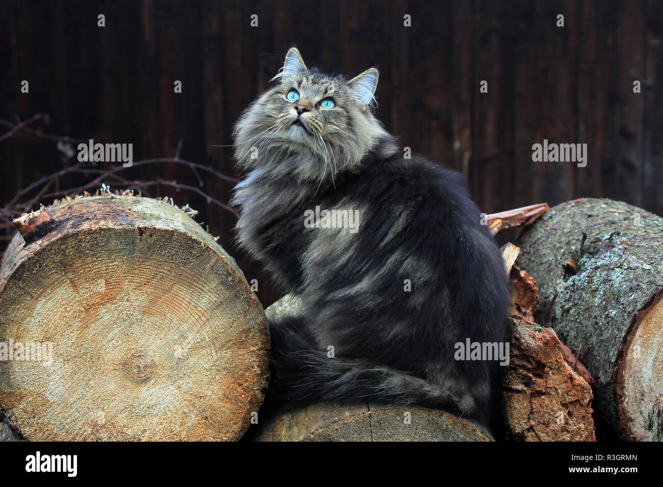 norwegian forest cat on tree trunks Stock Photo Alamy