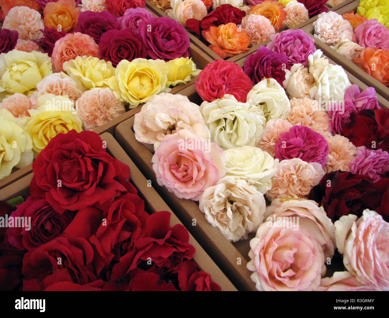 Different coloured roses hi-res stock photography and images - Alamy