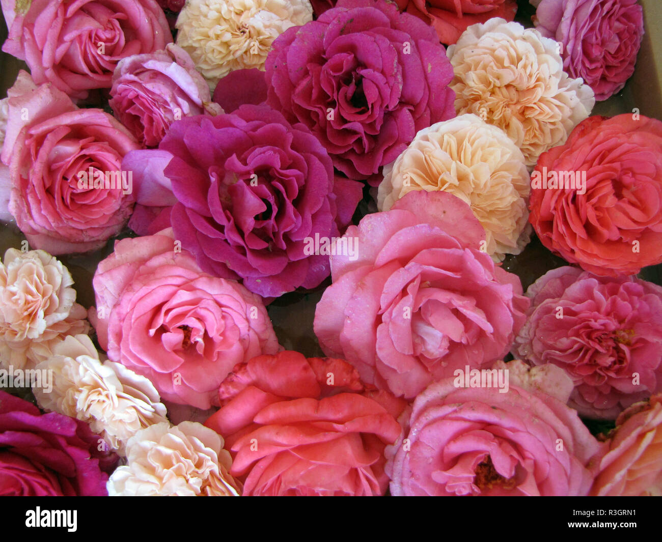 Different coloured roses hi-res stock photography and images - Alamy