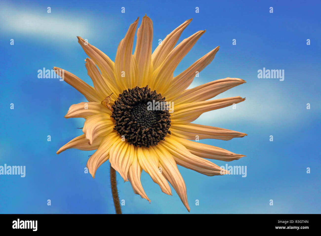 sunflower against a blue sky Stock Photo