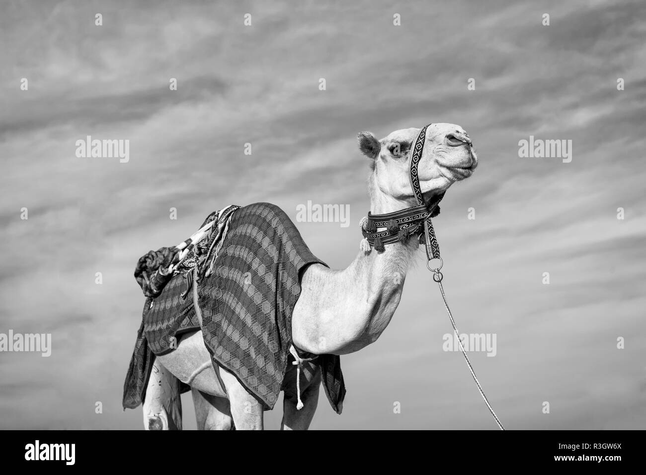 camel against blue sky. camel is traditional arab deser animal Stock Photo