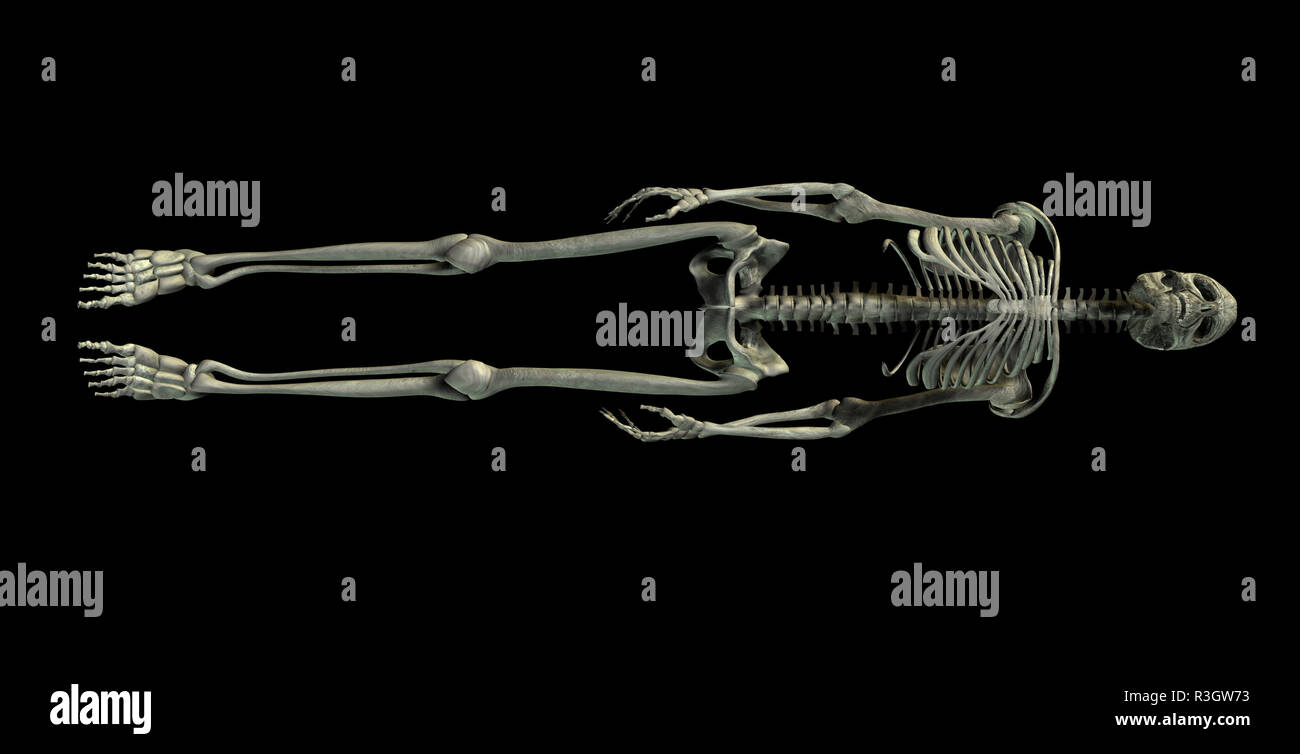 Skeleton stock photo alamy