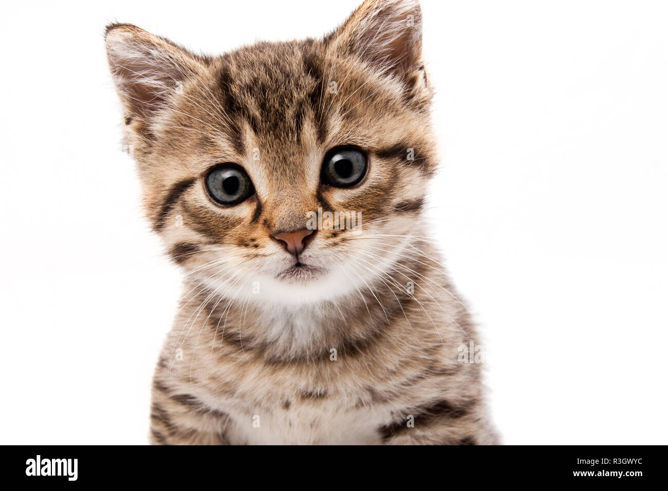 little gray cat isolated on white Stock Photo - Alamy