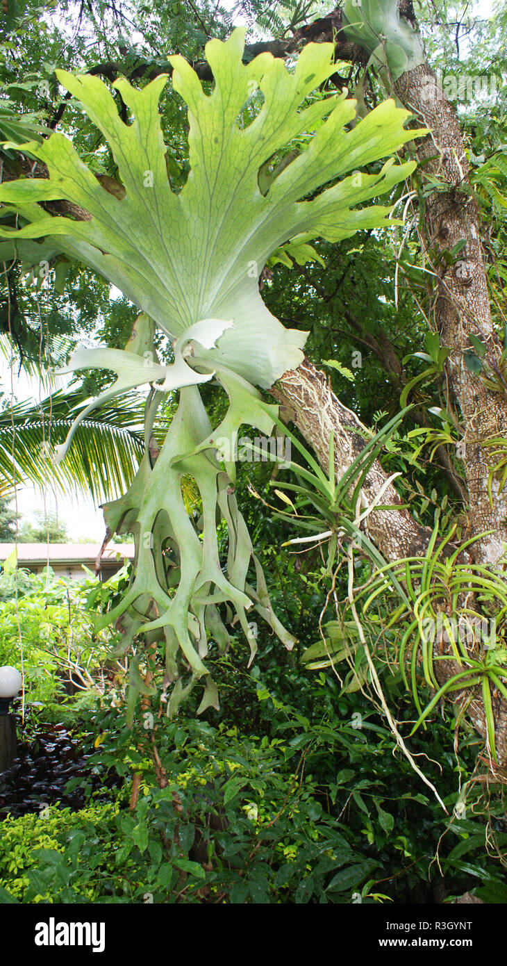 Giant staghorn fern hi-res stock photography and images - Alamy