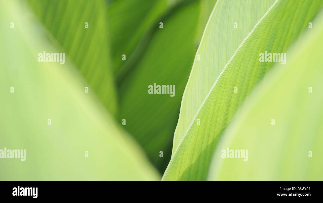 Green Leaf Background Close Up Nature Frame Green Beautiful Plant Leaves Blurred Soft Green Background In Garden Copy Space Fresh Bright Wallpaper N Stock Photo Alamy