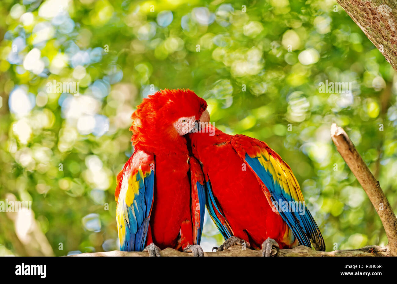 ara macaw parrot. Cute pair of parrots or birds, scarlet macaws or ...
