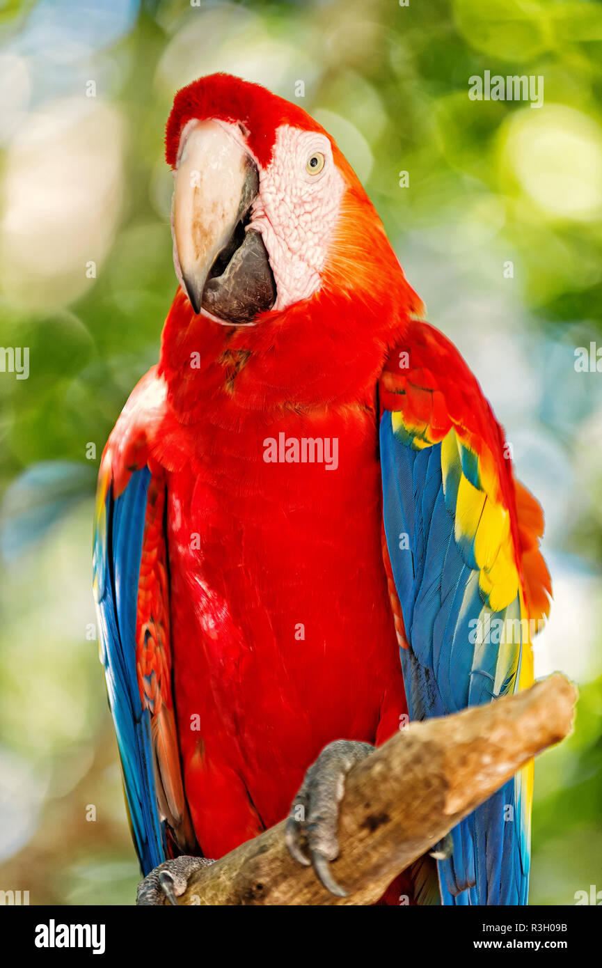 ara macaw parrot. beautiful cute funny bird of red, blue, yellow feathered ara  parrot outdoor on green natural background. red macaw parrot ara Stock  Photo - Alamy